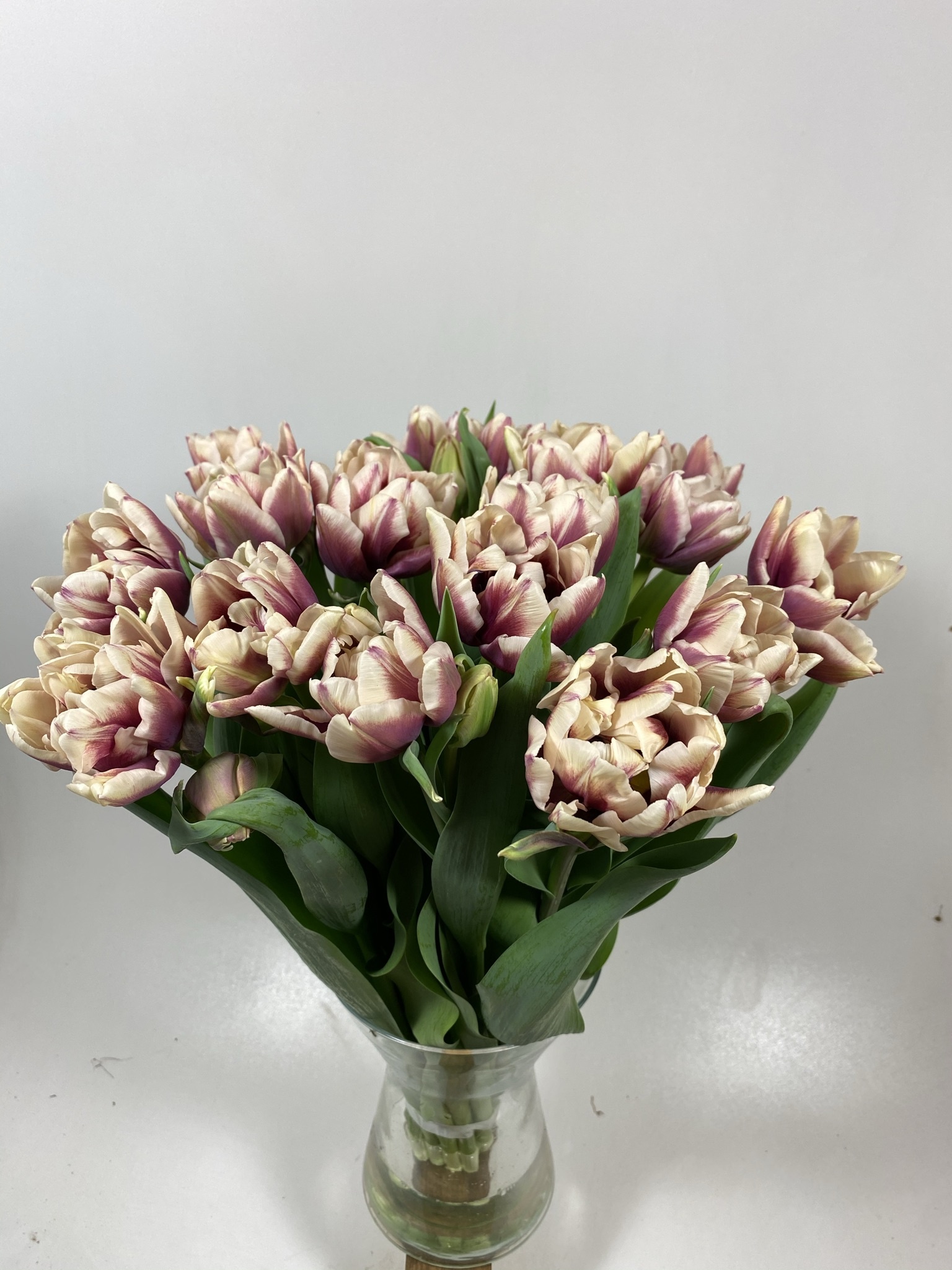 Tulpenzwiebeln 'Café Noir' – 5 Stück, Für Garten & Balkon, Pflegeleicht