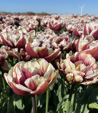 Tulp Wyndham