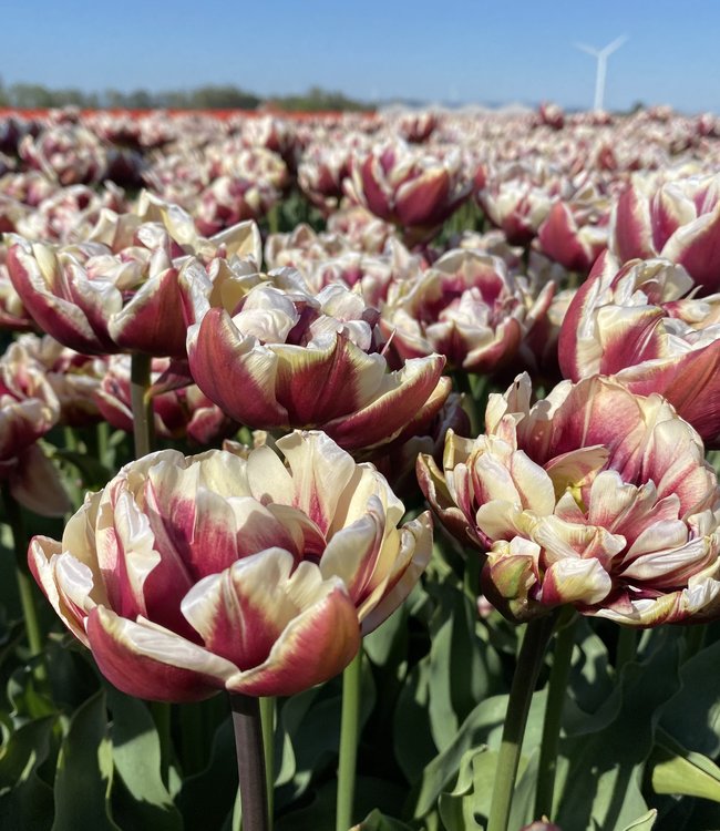 Tulp Wyndham