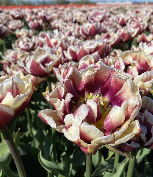 Tulipe Wyndham