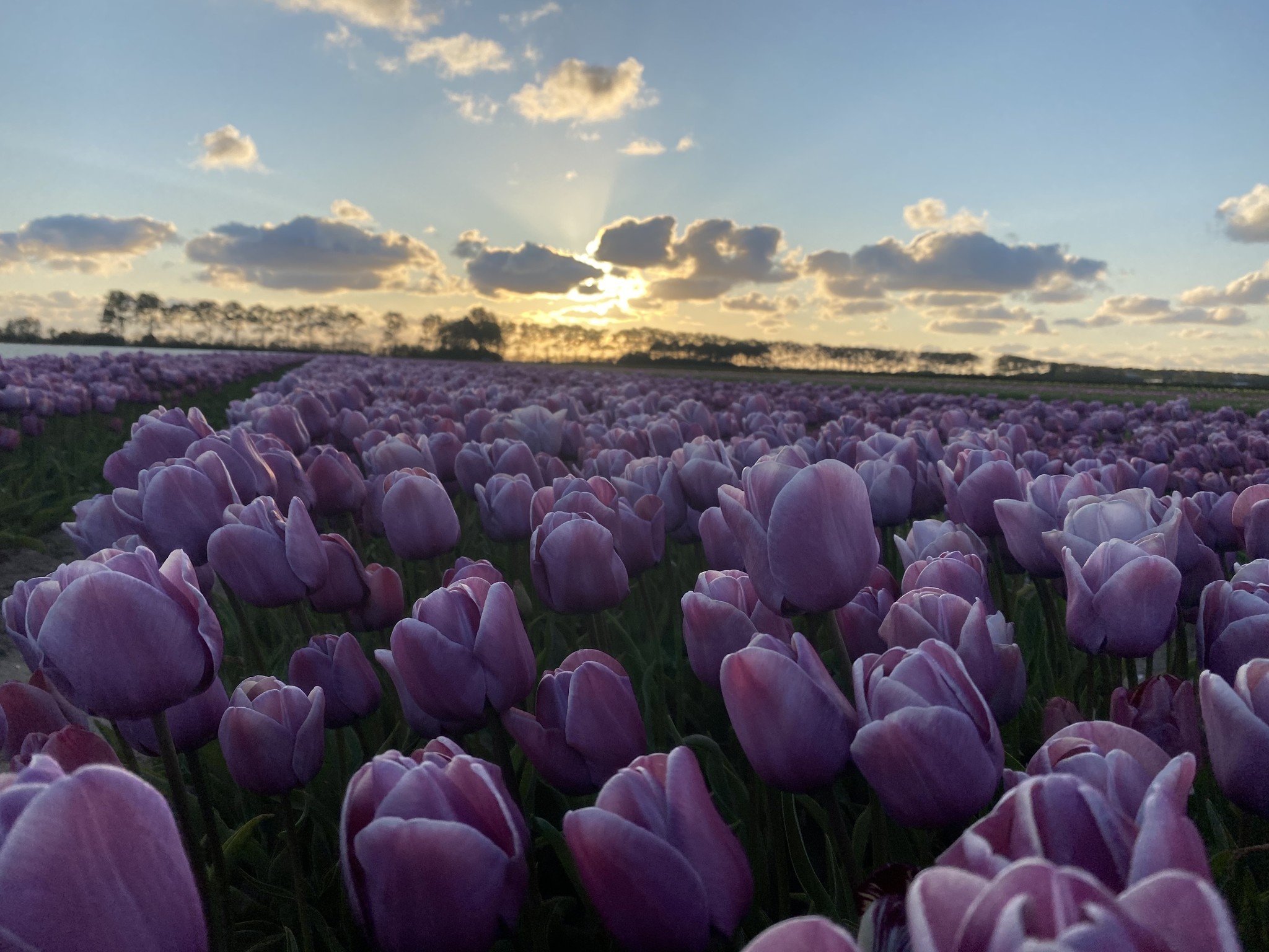 Tulip bulbs Blue Heaven - unique multiflowering tulip! - Tulip Store