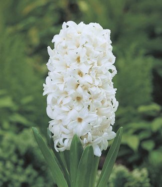 Hyacint White Pearl