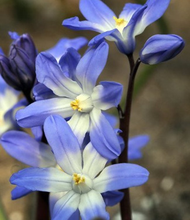Chionodoxa lucilea