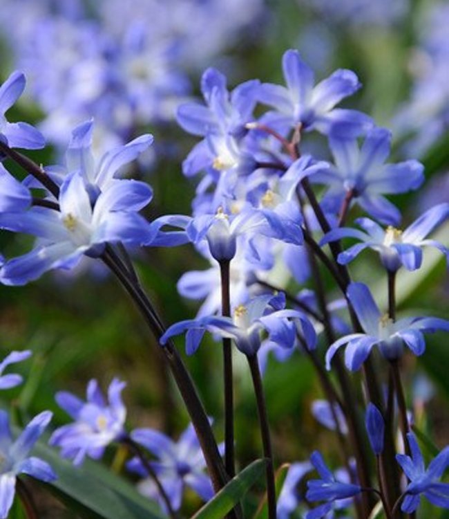 Chionodoxa lucilea