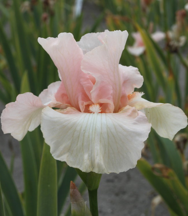 Iris Germanica Beverly Sills