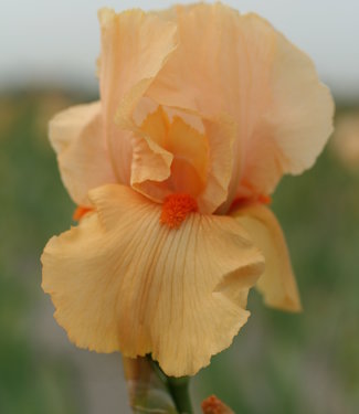 Iris Germanica Orange Harvest