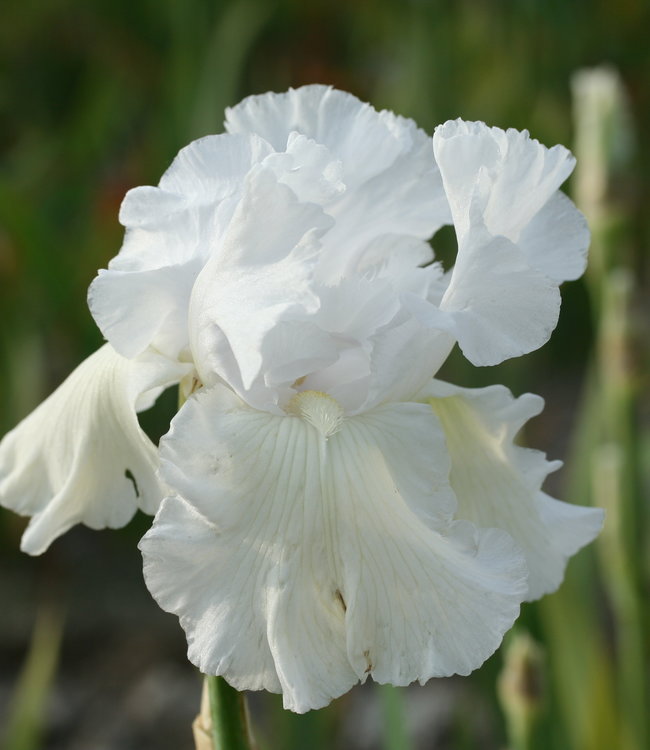 Iris germanica blanc achats avantageux sur