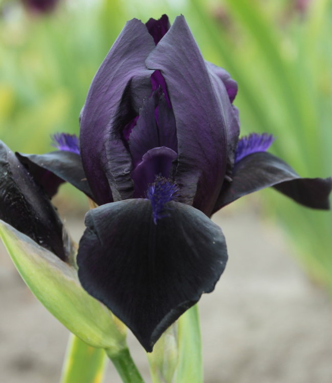 Iris Germanica Study in Black