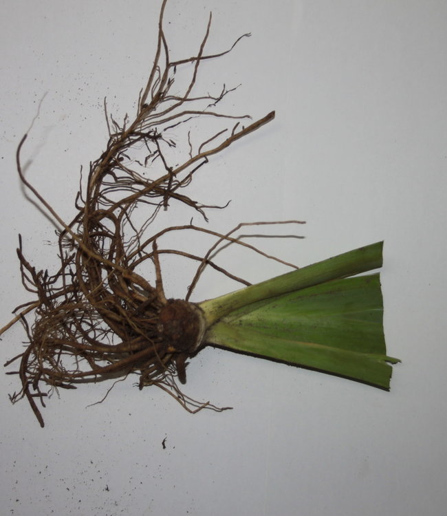 Iris Germanica Laced Cotton