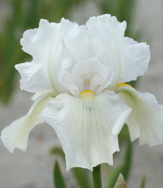 Iris Germanica Spetsad bomull