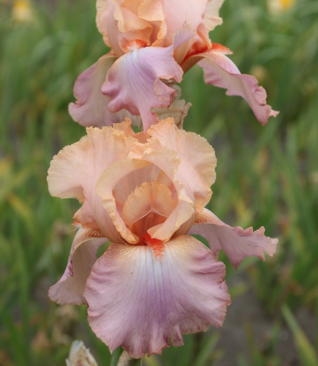 Iris Germanica Goodbye Heart - apricot-lavender Iris! - Tulip Store