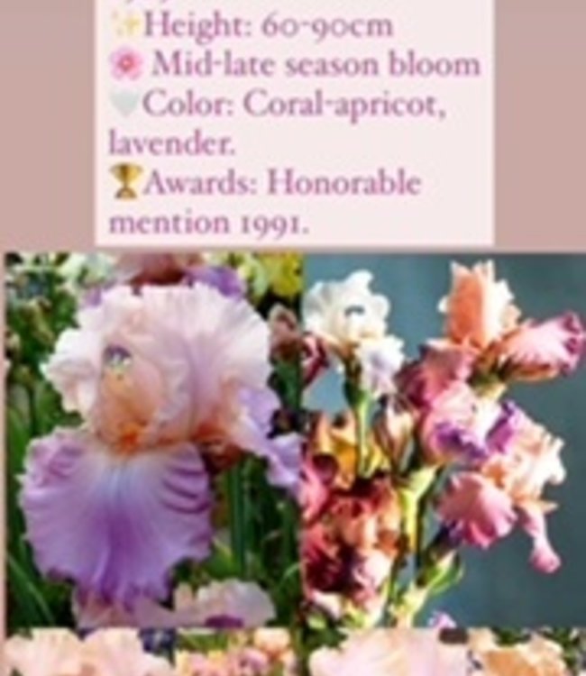 Iris Germanica Farväl hjärta