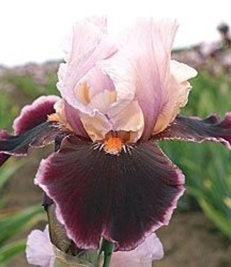 Iris Germanica Pass the Wine