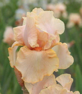 Iris Germanica Peach Reprise