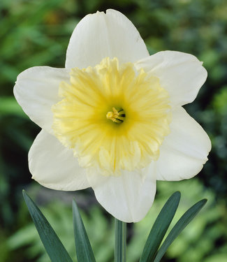 Narcisse Ice Follies