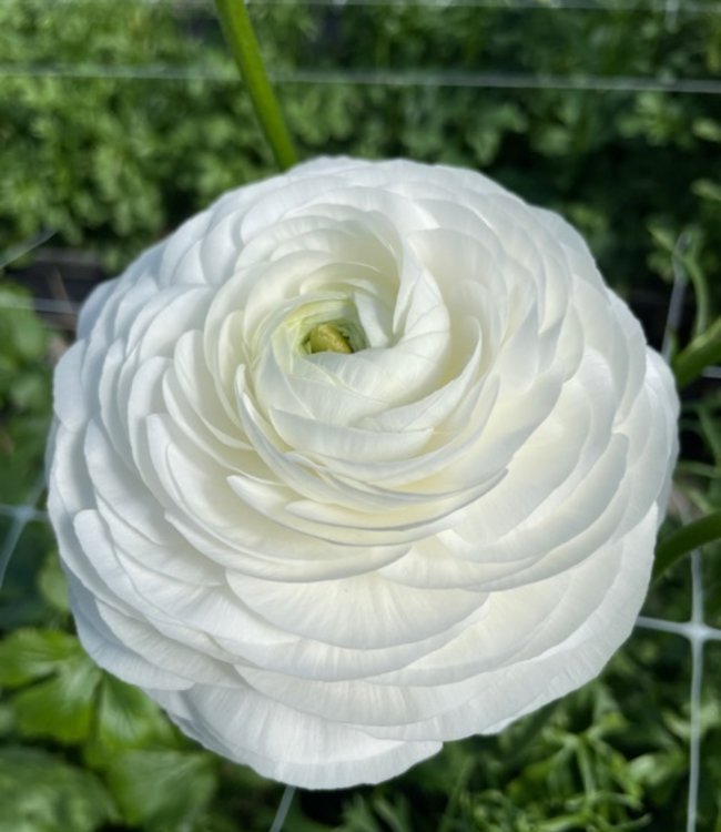 Ranunculus Elegance® Bianco