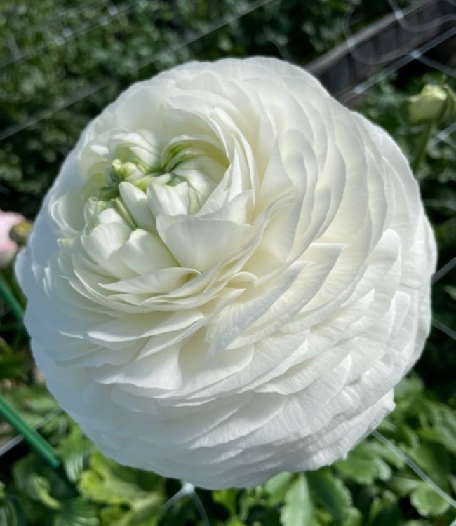 Ranunculus Elegance® Bianco