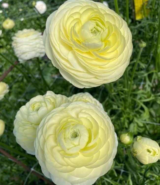 Ranunculus Elegance® Crema