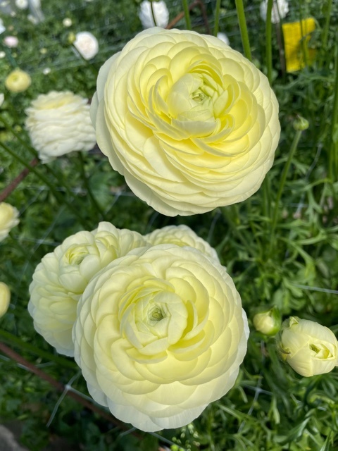 Creama Ranunculus Ranunculus Elegance® Crema - exclusive and wonderful! - Tulip Store