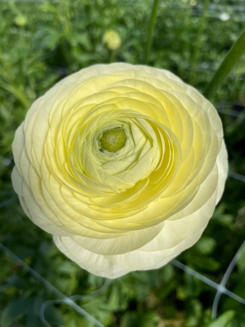 Creama Ranunculus Ranunculus Elegance® Crema - exclusive and wonderful! - Tulip Store
