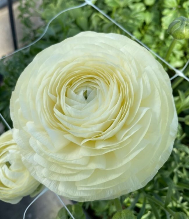 Ranunculus Elegance® Crema