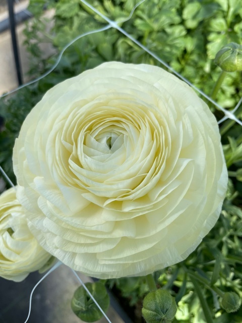 Creama Ranunculus Ranunculus Elegance® Crema - exclusive and wonderful! - Tulip Store