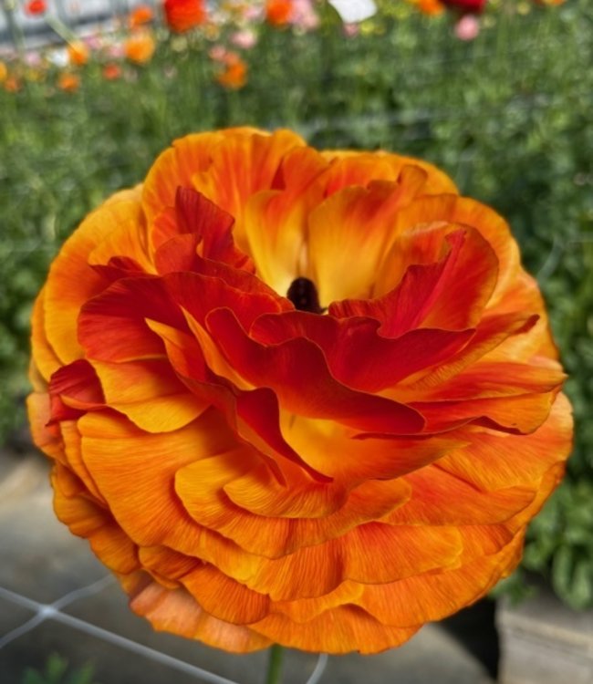 Ranunculus Elegance® Clementine