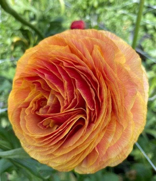 Ranunculus Elegance® Clementine