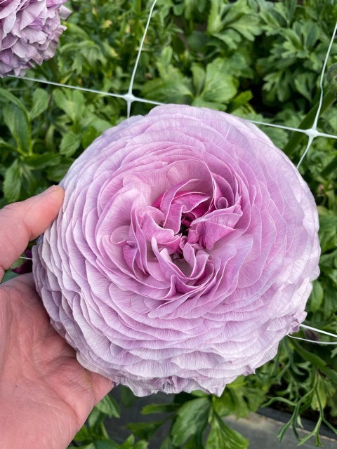 Milva Ranunculus Ranunculus Elegance® Milka - exclusive and wonderful! - Tulip Store