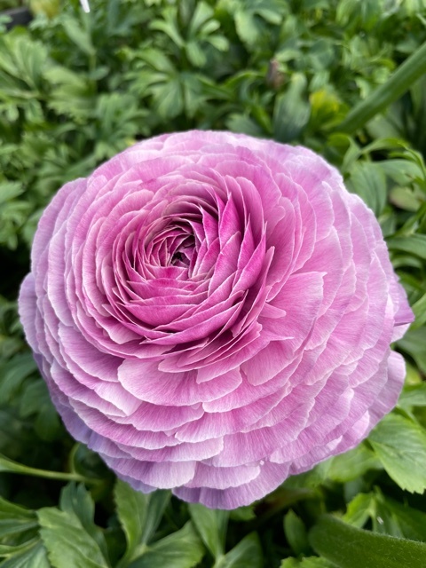 Italian Ranunculus Milka Ranunculus Elegance® Milka - exclusive and wonderful! - Tulip Store