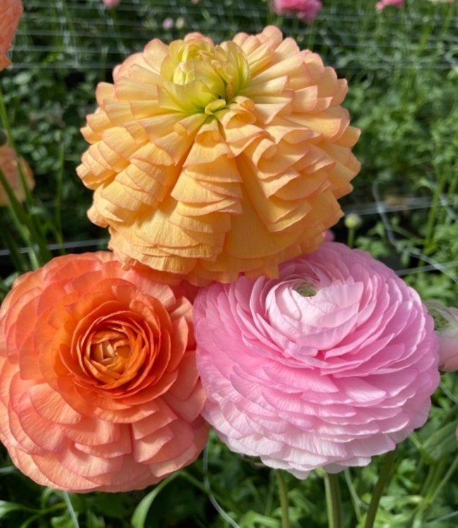 Ranunculus Elegance® Pastello