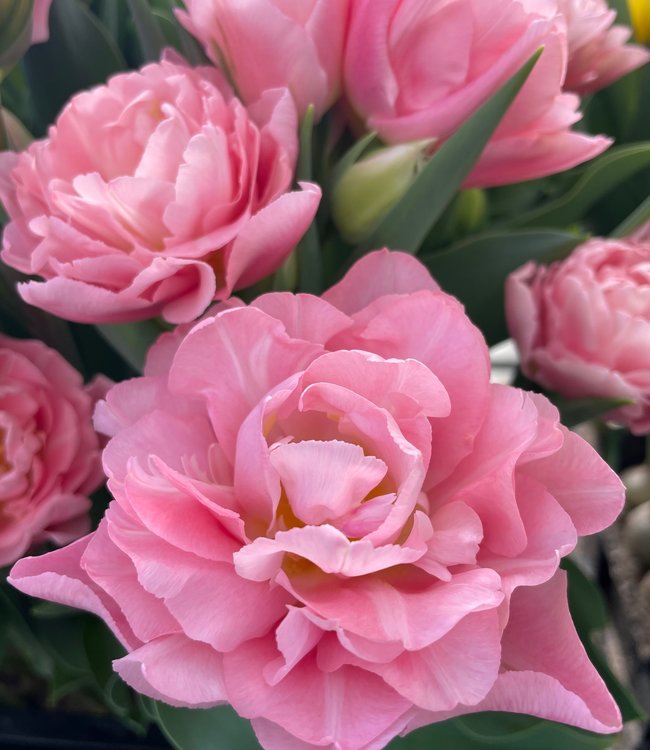 Tulip Dreamer
