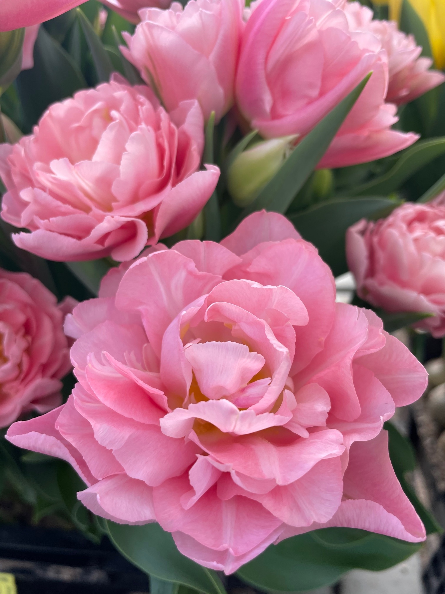 Tulip bulbs Dreamer very new 'dreamy' softpink peony tulip! Tulip Store