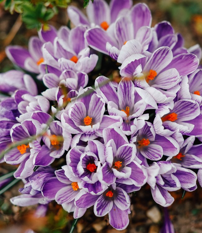Crocus King of the Striped