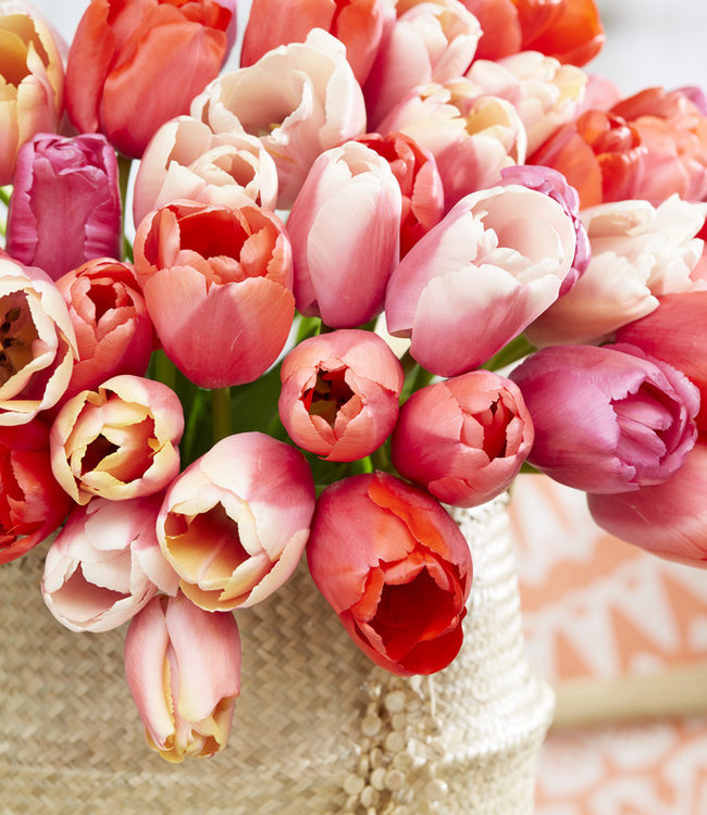 Tulip bulbs Coral Pride huge tulips in your garden! Tulip Store