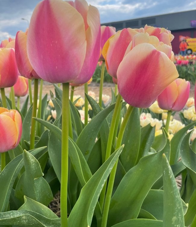 Tulipe Coral Pride