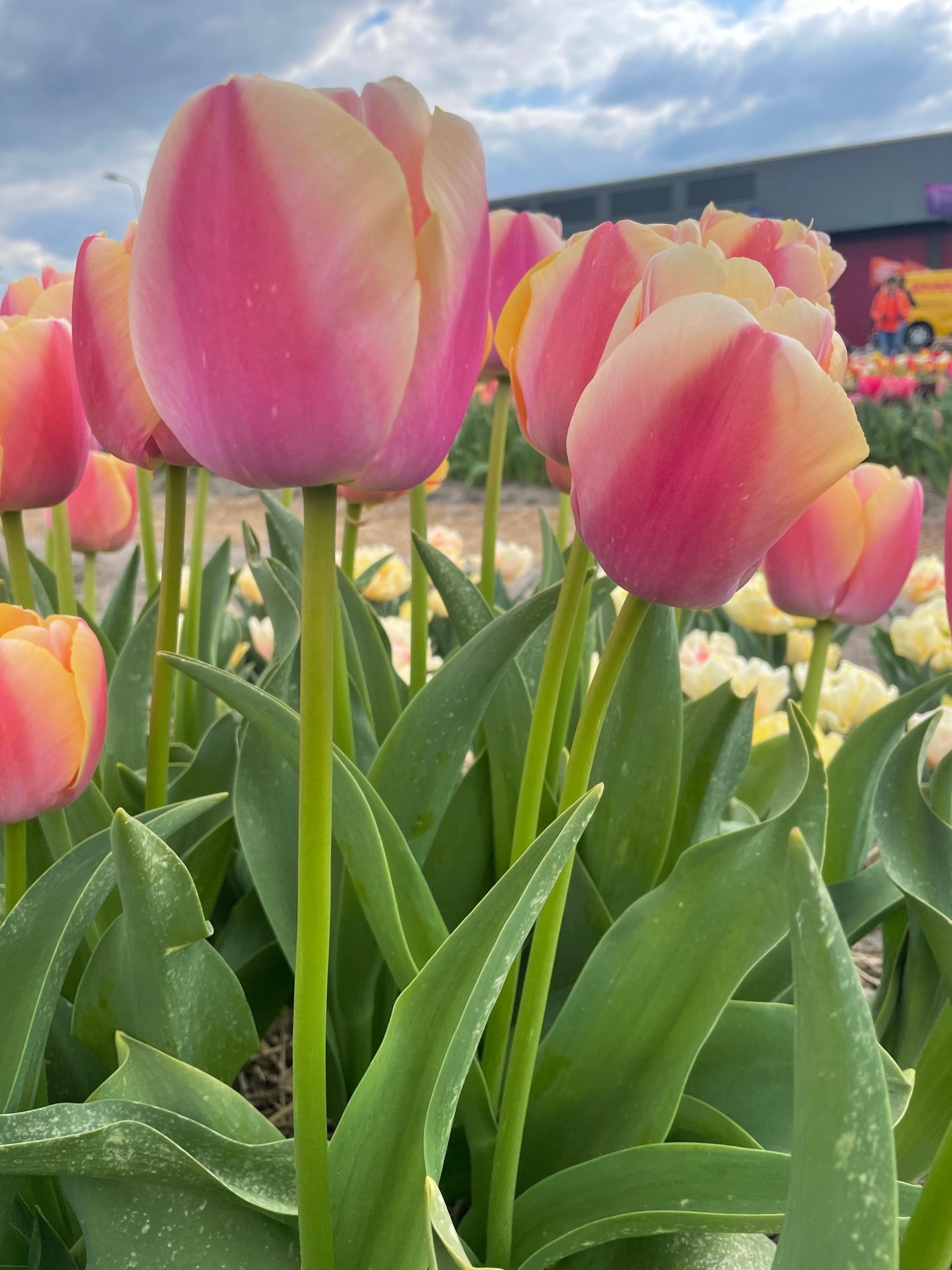 Tulip bulbs Coral Pride huge tulips in your garden! Tulip Store