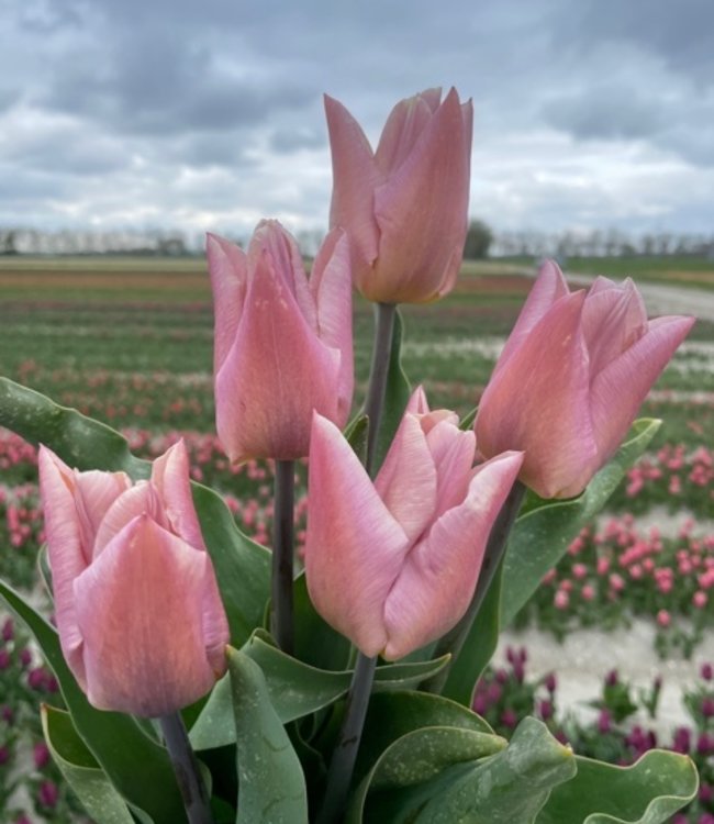 Tulipa Apricot Copex
