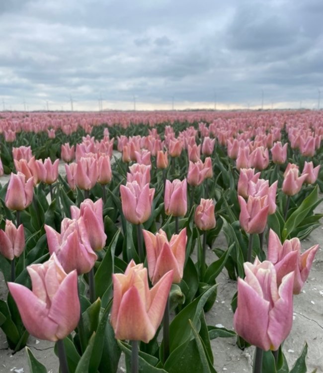 Tulipa Apricot Copex