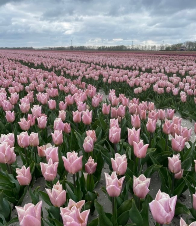 Tulipa Apricot Copex