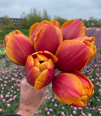 Tulipe Bronze Perfection
