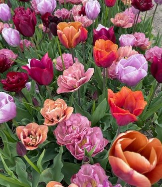 Mélange de tulipes Parisiennes