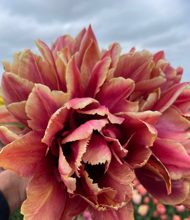 Tulipa La Vie en Rose