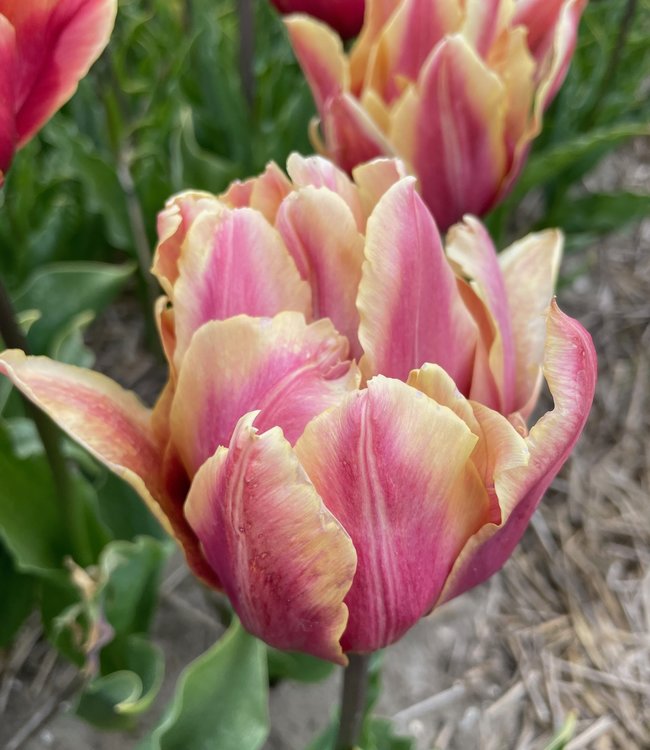 Tulip La Vie en Rose