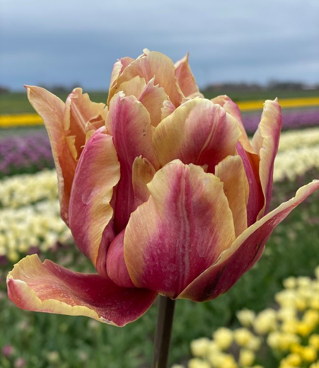Tulipa La Vie en Rose