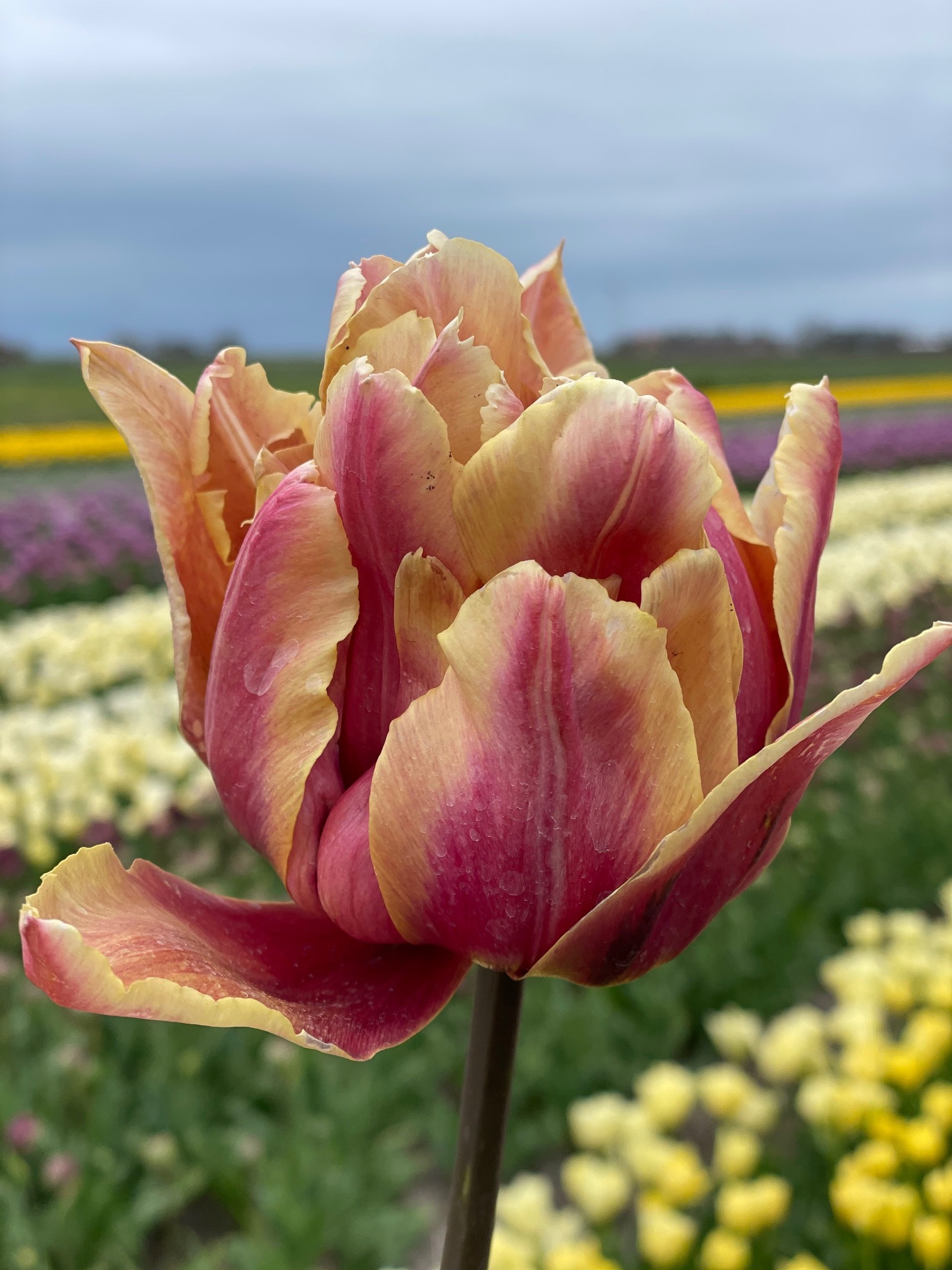 Tulip bulbs La Vie en Rose luxury, exclusive tulip! Tulip Store