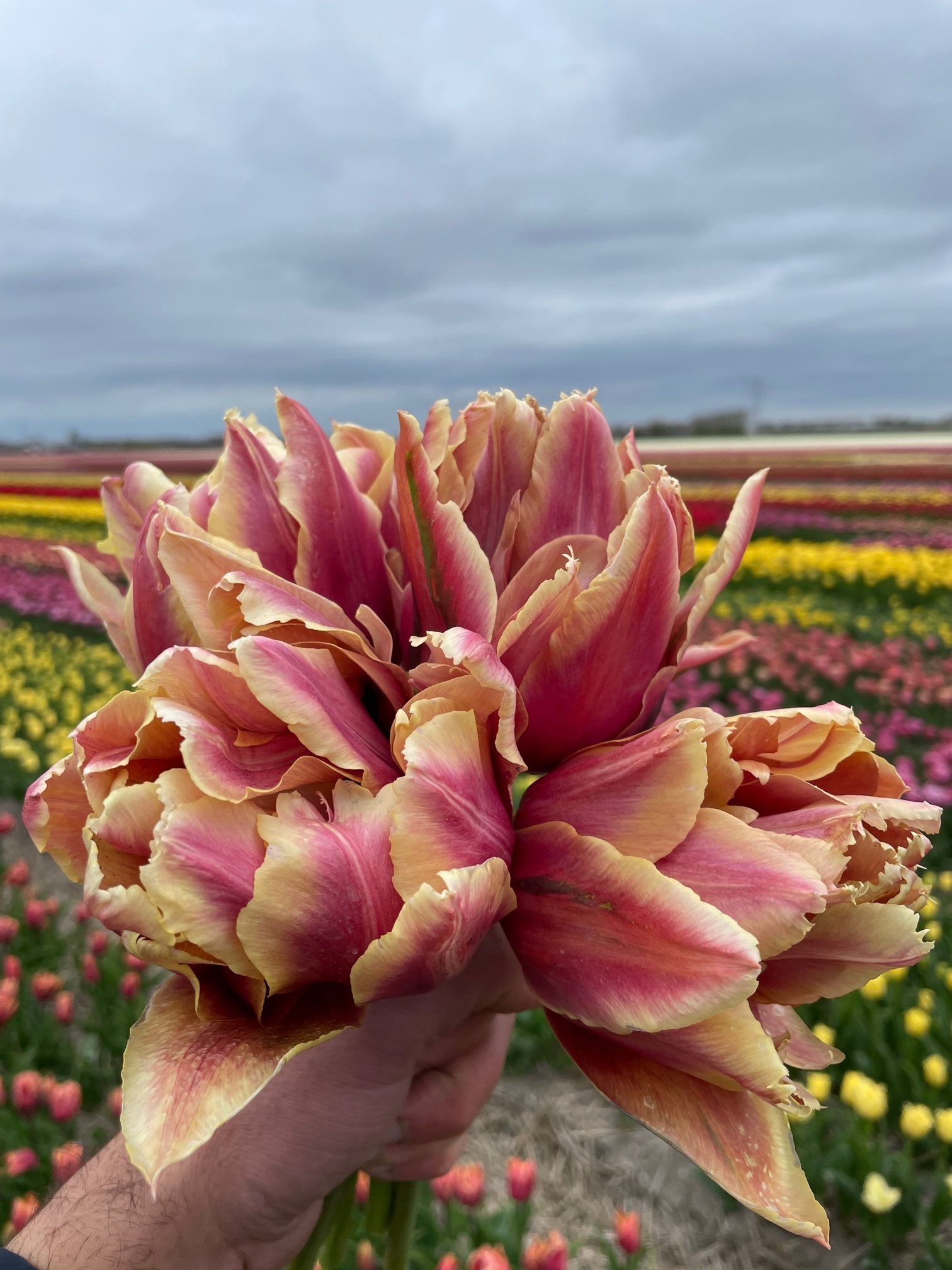 Tulip bulbs La Vie en Rose luxury, exclusive tulip! Tulip Store