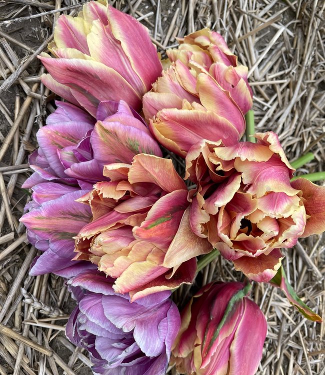 Tulipa La Vie en Rose