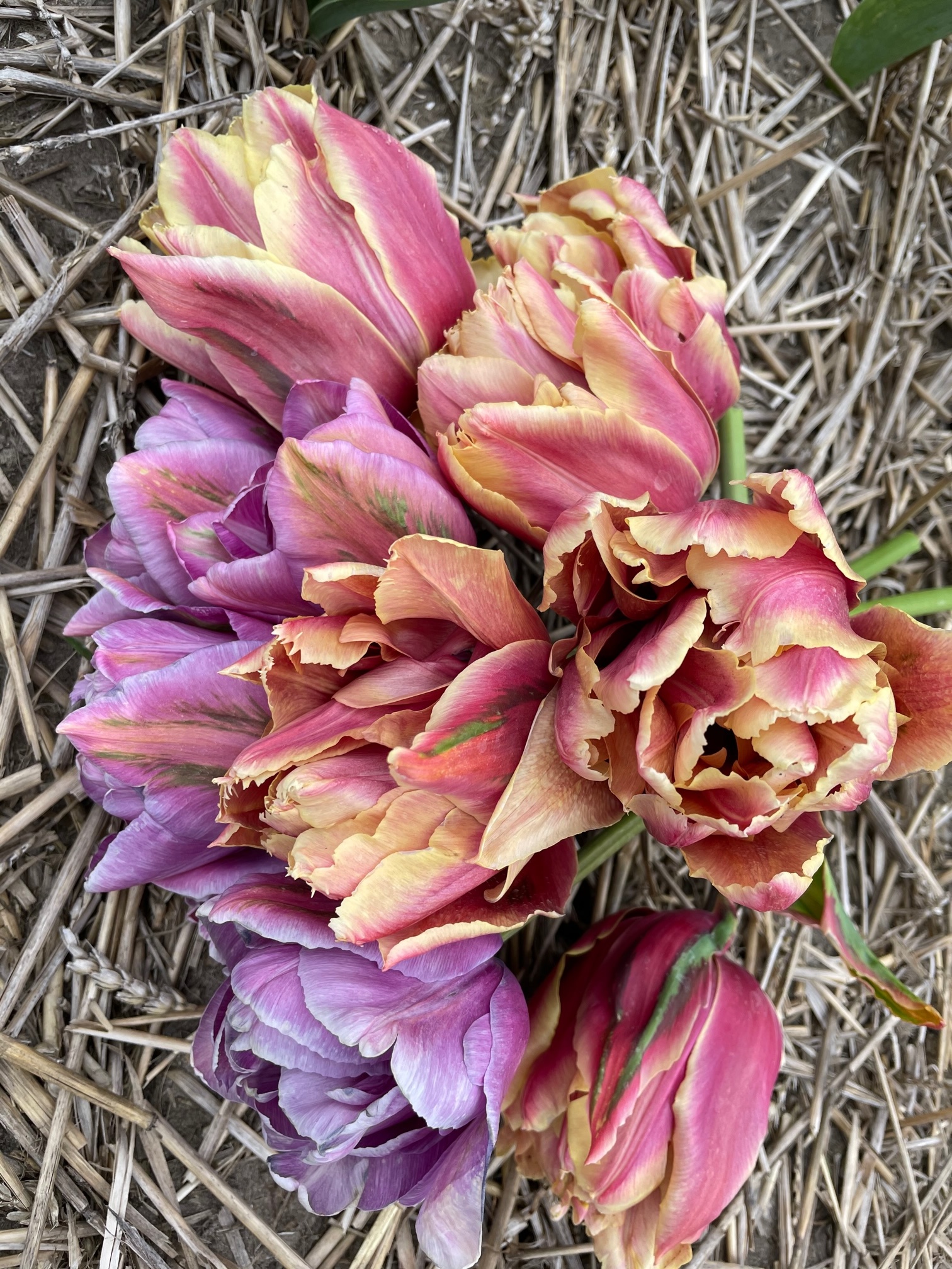 Tulip bulbs La Vie en Rose luxury, exclusive tulip! Tulip Store