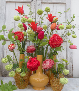 Tulipan Mariekes picking garden mix